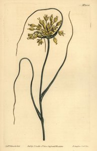 Gelber Knoblauch, Allium flavum