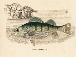 Gelbbarsch, Perca flavescens. Handkolorierter Stahlstich aus Georg Friedrich Treitschkes Naturhistorischer Bildersaal des Thierreiches, Leipzig-1842. von Unbekannter Künstler
