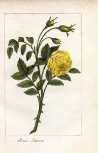 Gelbe Rose, Gelbe Rose, Rosa lutea. Handkolorierte Kupferstich einer Illustration von Miss Prudhomme aus „Hommage rendu a la Rose“, Paris, circa 1815. Ein Geschenkbuch mit der Geschichte der Rose und einem Dutzend botanischer Miniaturen von Unbekannter Künstler