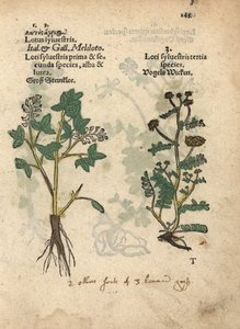 Gelber Steinklee, Melilotus officinalis. Handkolorierter Holzschnitt einer botanischen Illustration aus Adam Lonicer
