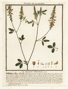Gelber Steinklee, Melilotus