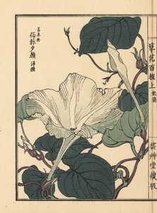 Yuugao, Hyoutan, Kalebassenblume, Lagenaria siceraria (aus Kusa Bana Hyakushu) von Unbekannter Künstler