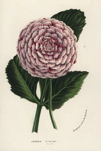 Zenobia-Dahlienhybride, Dahlia coccinea (aus Flore des Serres et des Jardins de l