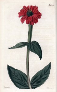 Zinnie hat rote Blume. Kupferstich, mit John Curtis und Gravur von Weddell, veröffentlicht im "Curtis Botanical Magazine" von Unbekannter Künstler