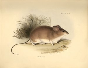 Zoologie: Darwins „Mud Darwinii“ oder Maus beschrieben von Charles Darwin während seiner Forschungsreise an Bord der Beagle. Tafel aus „The Zoology of the voyage of H.M.S. Beagle under the command of Captain Fitzroy during the years 1832 to 1836 von Unbekannter Künstler