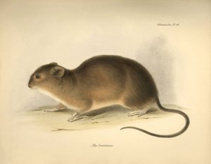 Zoologie: Die „Mus braziliensis“ oder Maus aus Brasilien beschrieben von Charles Darwin während seiner Forschungsreise an Bord der Beagle. Platte aus „The Zoology of the voyage of H.M.S. Beagle under the command of Captain Fitzroy during the years 1832 to  von Unbekannter Künstler