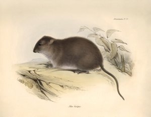Zoologie: Der „Mus fuscipes“ oder Nager der australischen Küste beschrieben von Charles Darwin während seiner Forschungsreise an Bord der Beagle. Tafel aus „The Zoology of the voyage of H.M.S. Beagle under the command of Captain Fitzroy during the years 18 von Unbekannter Künstler