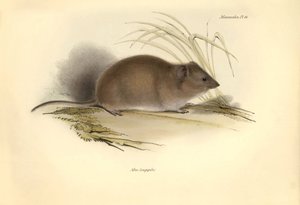 Zoologie: Die „Mus longipilis“ (aus der Familie der Feldratten) beschrieben von Charles Darwin während seiner Erkundungsreise an Bord der Beagle. Tafel aus „The Zoology of the voyage of H.M.S. Beagle under the command of Captain Fitzroy during the years 18