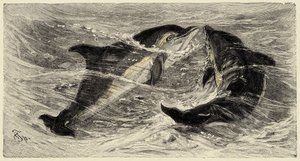 Zoologie: Delfine (delphinus delphis) beschrieben und illustriert von Carlo Vogt und Federico Specht in „Natural history illustree: mammals“ 1884