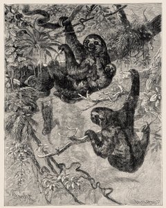 Zoologie: Faultier (Ai - Bradypus tridactylus) beschrieben und illustriert von Carlo Vogt und Federico Specht in „Illustrierte Naturgeschichte: Säugetiere“ 1884