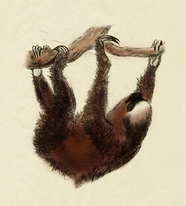 Zoologie: Faultier (Bradypus tridactylus)