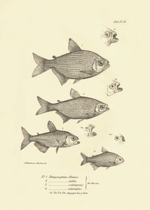 Zoologie: Darstellung des Fisches „Tetragonopterus Abramis, rutilus, scabripinnis, interruptus“ beschrieben von Charles Darwin während seiner Reise an Bord der Beagle. Tafel aus „The zoology of the voyage of H.M.S. Beagle under the command of Captain Fitzr von Unbekannter Künstler