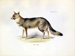 Zoologie: Darstellung des „Canis Azarae“ Fuchses aus Südamerika beschrieben von Charles Darwin während seiner Reise an Bord der Beagle. Tafel aus „The zoology of the voyage of H.M.S. Beagle under the command of Captain Fitzroy during the years 1832-1836“ von Unbekannter Künstler