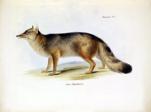 Zoologie: Darstellung des „Canis fulvipes“ südamerikanischen Fuchses beschrieben von Charles Darwin während seiner Reise an Bord der Beagle. Tafel aus „The zoology of the voyage of H.M.S. Beagle under the command of Captain Fitzroy during the years 1832-18 von Unbekannter Künstler
