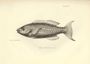 Zoologie: Darstellung des Fisches „Scarus Chlorodon“ beschrieben von Charles Darwin während seiner Reise an Bord der Beagle. Tafel aus „The zoology of the voyage of H.M.S. Beagle under the command of Captain Fitzroy during the years 1832-1836“ von Unbekannter Künstler