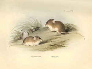 Zoologie: der „Mus albimaculatus“ und „Mus elegans“ (Maus) beschrieben von Charles Darwin während seiner Forschungsreise an Bord der Beagle. Tafel aus „The Zoology of the voyage of H.M.S. Beagle under the command of Captain Fitzroy during the years 1832 to
