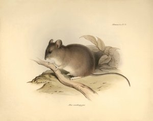 Zoologie: Die „Mus xanthopygus“ oder xanthopygus Maus, beschrieben von Charles Darwin während seiner Forschungsreise an Bord der Beagle. Tafel aus „The Zoology of the voyage of H.M.S. Beagle under the command of Captain Fitzroy during the years 1832 to 183