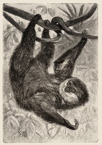 Zoologie: Unau oder Faultier beschrieben und illustriert von Carlo Vogt und Federico Specht in „Illustrierte Naturgeschichte: Säugetiere“ 1884