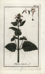 Katzenminze (Nepeta cataria). Lithographie aus Afbeelding der Artseny-Gewassen von Johannes Zorn, Niederlande von Unbekannter Künstler