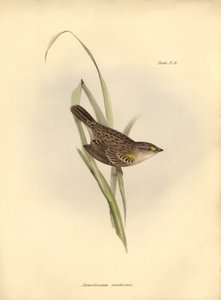 Ornithologie: Ammodramus xanthornus von Unbekannter Künstler