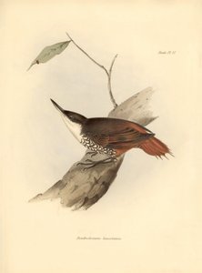 Ornithologie: „Dendrodamus leucosternus“ Vogel aus Südamerika beobachtet und beschrieben von Charles Darwin (1809-1882). Tafel aus „The zoology of the voyage of H.M.S. Beagle. Flight. III, Birds described by John Gould, with notice of their habits by Charl von Unbekannter Künstler