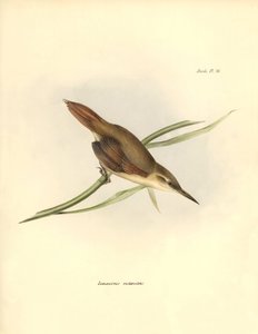 Ornithologie: „Limnornis rectirostris“ Sperlingsvogel aus Südamerika beobachtet und beschrieben von Charles Darwin (1809-1882). Tafel aus „The zoology of the voyage of H.M.S. Beagle. Flight. III, Birds described by John Gould, with notice of their habits b von Unbekannter Künstler