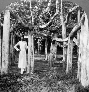 Unter den Wurzeln eines Banyanbaums, Kalkutta, Indien, 1900er Jahre von Underwood and Underwood