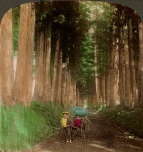 Eine Allee von Kryptomeria-Zedernbäumen, Nikko, Japan, 1896 von Underwood and Underwood