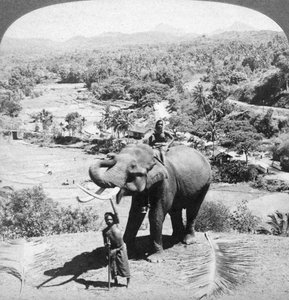 Ein Elefant und sein Wärter, Sri Lanka, 1902 von Underwood and Underwood