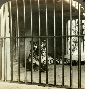 Gefangener menschenfressender Tiger, verantwortlich für 200 Todesfälle, Kalkutta, Indien, ca. 1903