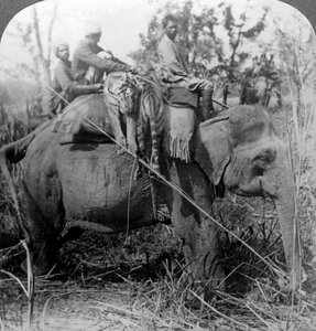 Tote Tiger zurück ins Lager tragen, Behar-Dschungel, Indien, um 1900er von Underwood and Underwood