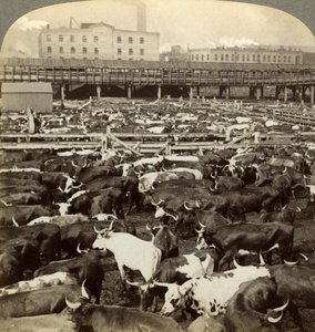 Vieh, Great Union Stock Yards, Chicago, Illinois, USA von Underwood and Underwood