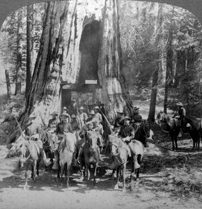 Kavallerie durch den großen Baum Kaliforniens, Kalifornien, USA