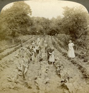 Kinder arbeiten in einem Gemüsegarten, Heilsarmee-Heim, Spring Valley, New York, USA