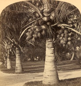 Kokospalmen im weißen Sand von Florida, USA, ca. 1900