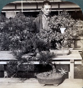 Zwergkiefern und Ahornbäume im Gewächshaus von Graf Okuma, Tokio, Japan, 1904 von Underwood and Underwood