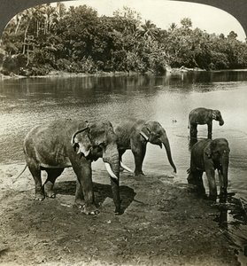 Elefanten, Sri Lanka Ceylon von Underwood and Underwood