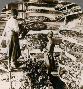 Seidenraupen werden mit Maulbeerblättern gefüttert, Libanongebirge, Syrien, 1900er Jahre von Underwood and Underwood