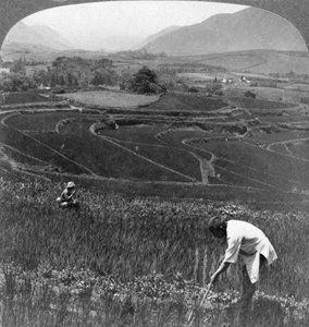 Fruchtbare Reisfelder im alten Krater von Aso-San, Japan, 1904 von Underwood and Underwood