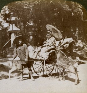 Mädchen füttert heilige Hirsche auf dem Weg zum Gebet, Gelände des Kasuga-Tempels, Nara, Japan, 1904