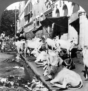 Wie hinduistische Kühe das Leben in der Harrison Street, Kalkutta, Indien genießen