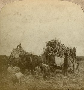 Zuckerrohrverladung, Zuckerplantage, Louisiana, USA