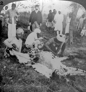Häuten eines toten Tigers, Jagd des Maharadschas von Cooch Behar, Indien, ca. 1900er Jahre