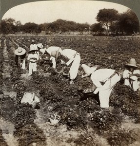 Erdbeerfeld, Irapuato, Mexiko