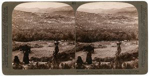 Der Hügel von Samaria, von Süden, umgeben von Feigen- und Olivenhainen, Palästina, 1900