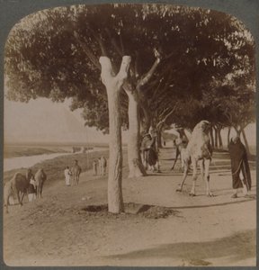 Der Weg zu den Pyramiden, Ägypten, 1896