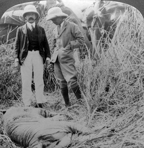 Der tote Menschenfresser, Behar-Dschungel, Indien von Underwood and Underwood