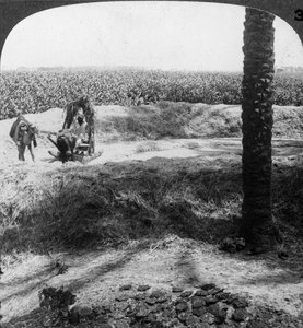 Dreschen in Ägypten, 1905