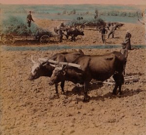 Sparsame Landbewohner mit ihrem Vieh bei der Arbeit auf einem Bauernhof in der Nähe von Jönköping, Schweden, 1905