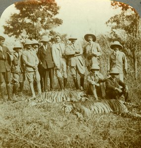 Tigerjagd, Cooch Behar, Westbengalen, Indien, um 1900er Jahre von Underwood and Underwood